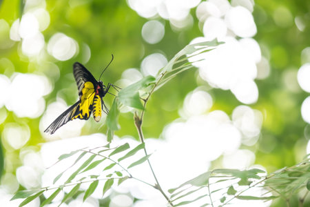 Golden Birdwing butterfly hold on green leaf with blur foliage bokeh backgroundの写真素材
