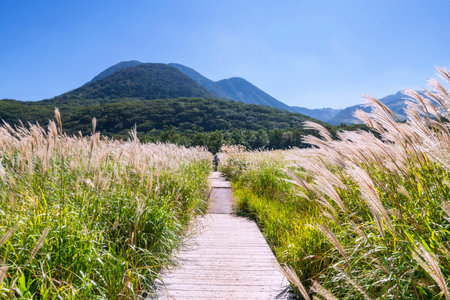 People at walking trail along grassland marsh of Tadewara Wetlands, Kokonoe, Kusu District, Oita, Japan. travel destination for sightseeing Aso Kujo national park in Kyushu.の写真素材