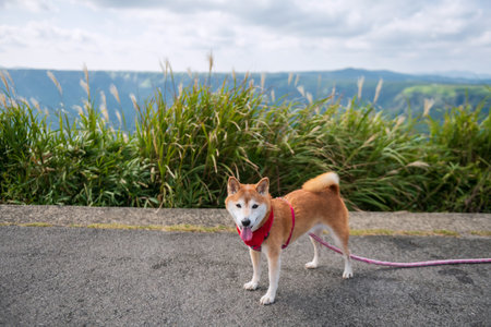 Shiba inu dog at Daikanbo observatory viewpoint with green grasses, Mt. Aso, Kumamoto, Kyushu, Japan. Human best friends.の写真素材