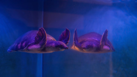 Pig-nosed turtle or Carettochelys insculpta, known as the Fly River turtle, swim and reflection on mirror.の写真素材