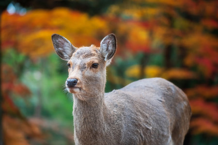 Portrait of adorable sika deer by colorful maple leaf at autumn in Nara park, Japan. Famous travel destination for tour in Kansai to see deer at peak fall in December.の写真素材