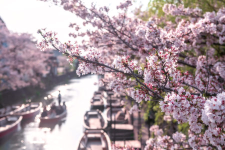 Pink cherry blossom of sakura tree along suigo river at Yanagawa Punting with blur tourist on boat...