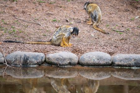 Portrait of Bolivian black capped squirrel monkey or Saimiri Boliviensis by pond with reflection on...