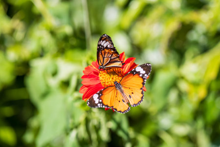 Top view of lacewing butterfly together feeding yellow pollen of red flower and with blur green...