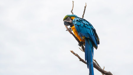 macaw parrot with blue yellow feather on twig on white background at Uminonakamichi Seaside Park...