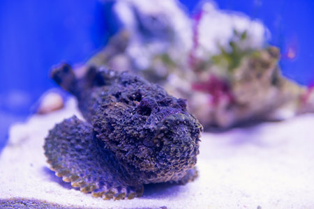 Black Stonefish by coral reef in aquarium. Black synanceia verrucosa fishの写真素材