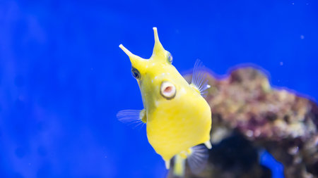 Portrait of Longhorn yellow cowfish or Mackerel puffer fish swimming in blue water in aquarium. Sea animalの写真素材