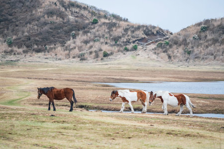 3 horses on meadow by pond in Kusasenri prairie observation, Aso Kuju National Park, Kumamoto, Kyushu, Japan.の写真素材