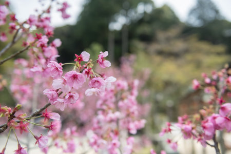 pink sakura blossom of cherry tree tunnel at Homangu Kamado shrine located at Mt. Homan, Dazaifu,...
