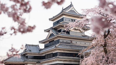 Matsumoto castle with pink cherry Blossom or sakura tree tunnel in Nagano, Japan. Famous travel destination landmark at springの写真素材