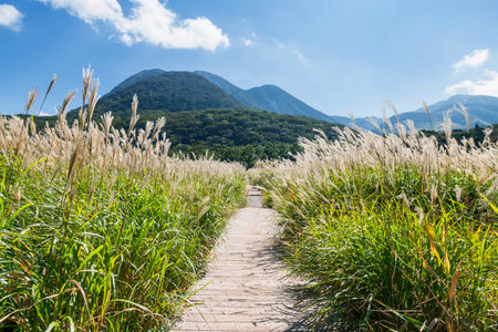 footpath along Miscanthus grassland marsh to mountain of Tadewara Wetlands, Kokonoe, Kusu District,...