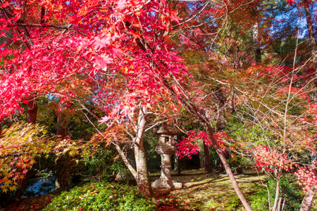 Stone lantern on garden with colorful autumn maple leaf at Ryoanji temple, Kyoto, Japan.  Famous...