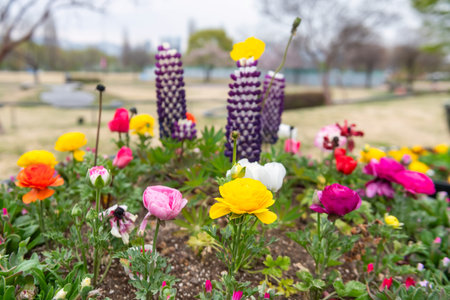 Colorful spring flowers at Yeouido Hangang Park in springtime, Seoul, South Korea. Famous travel destination especially in spring season