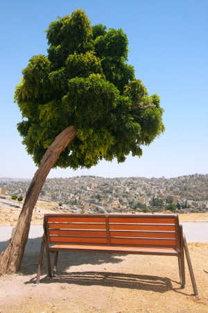 bench under the treeの写真素材