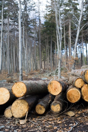Deforestation area with stack of logs in forest.