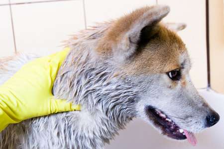 Cleaning the dog, purebred Akita Inu in bathの写真素材