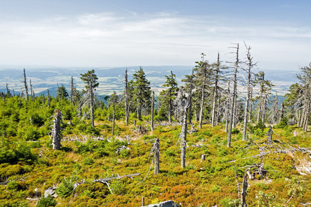 Dead trees in mountain forestの写真素材