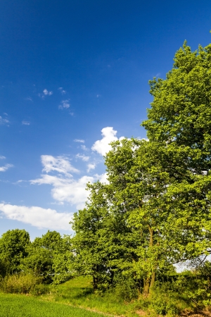 Summer forest landscape, meadow and green natureの写真素材