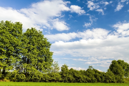 Summer forest landscape, meadow and green natureの写真素材