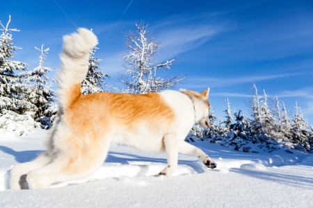 Dog on winter hiking in mountains. Sunset in white mountain forest. Snow and trees, nature cold landscapeの写真素材