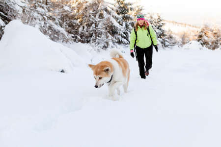 Woman hiking in winter mountains with akita dog. Female hiker walking on white snow with her dog friend, sport and recreation outdoors in forest nautre, Poland.の写真素材