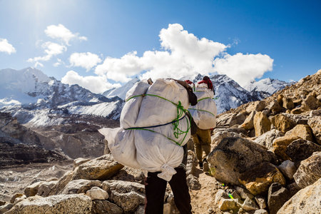 Porter and Sherpa walking with big bag baggage luggage in Himalaya Mountains in Nepal. Khumbu...