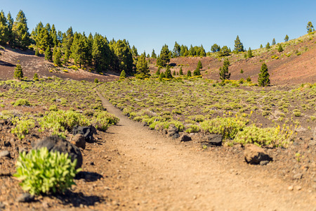 Mountains landscape, Canary Islands La Palma, pine trees and blue sky over volcanic mountainsの写真素材