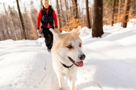 Woman hiking with akita dog on white snow, forest in winter mountains with woman in the background. Travel together with animal pet friendの写真素材