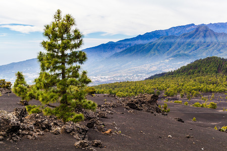 Mountains landscape volcaninc dust and sand in green pine forest beautiful valley and town Canary Islands La Palmaの写真素材