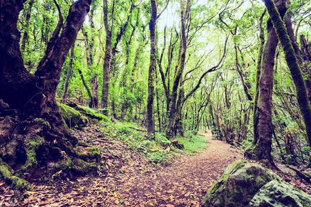 Trail through a beautiful landscape inspirational mysterious dark forest with green leaves. Spring morning magical fairytale atmosphere in La Gomera Canary Islands Spain.の写真素材