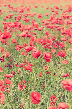 Poppy flowers retro vintage summer background, shallow depth of field with red flowers over colorful poppy field backgroundの写真素材