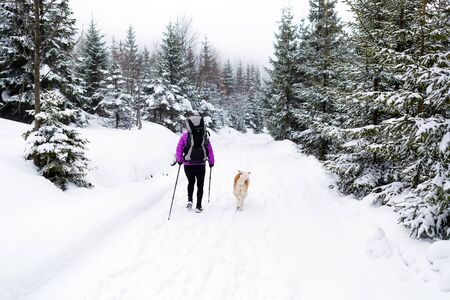Female backpacker hiking in white winter woods with akita dog. Legs and boots trekking. Recreation fitness and healthy lifestyle outdoors in nature. Motivation and inspirational winter landscape.の写真素材