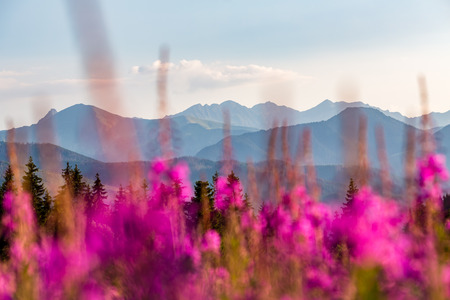 Inspiring Mountains Landscape Panorama, beautiful day in summer Tatras, flowers and mountain ridge over blue sky in Zakopane, Polandの写真素材