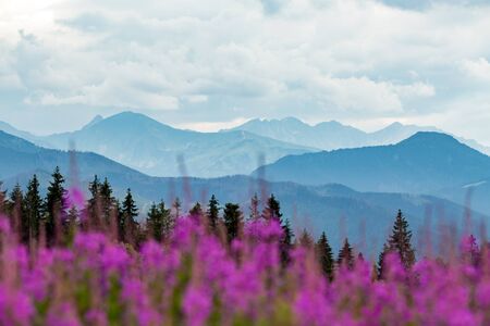 Inspiring Mountains Landscape Panorama, beautiful day in summer Tatras, flowers and mountain ridge over blue sky in Zakopane, Polandの写真素材