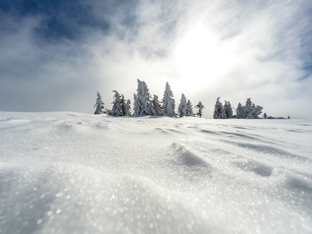 Winter white forest with snow, Christmas background. Beautiful winter inspirational landscape view.の写真素材