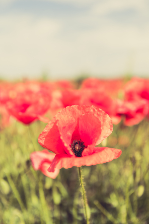 Poppy flowers retro vintage summer background, shallow depth of field with red flowers over green background. Meadow with beautiful bright red poppy flowers in spring.の写真素材