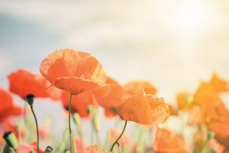 Poppy flowers retro vintage summer background, shallow depth of field with red flowers over green background. Meadow with beautiful bright red poppy flowers in spring.の写真素材