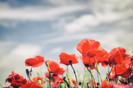 Poppy flowers retro vintage summer background, shallow depth of field with red flowers over green background. Meadow with beautiful bright red poppy flowers in spring.の写真素材