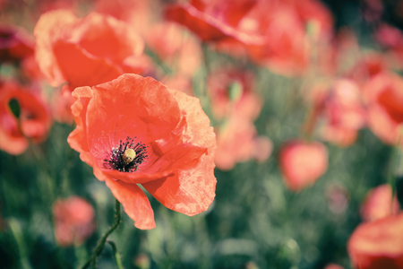 Poppy flowers retro vintage summer background, shallow depth of field with red flowers over green background. Meadow with beautiful bright red poppy flowers in spring.の写真素材