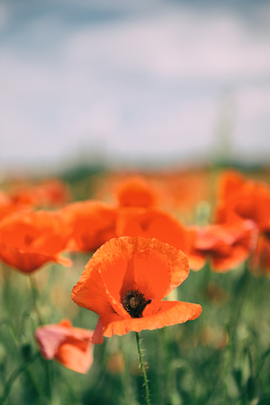 Poppy flowers retro vintage summer background, shallow depth of field with red flowers over green background. Meadow with beautiful bright red poppy flowers in spring.の写真素材