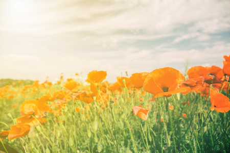 Poppy flowers retro vintage summer background, shallow depth of field with red flowers over green background. Meadow with beautiful bright red poppy flowers in spring.の写真素材