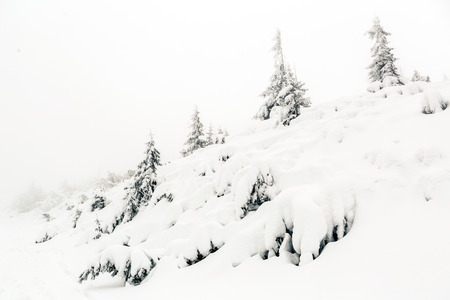 Winter forest, white trees inspiring landscape. Deep powder snow on pine trees. Beautiful inspirational scene with copy space.の写真素材
