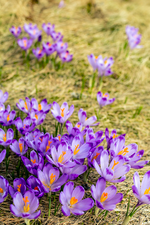 Crocus closeup over green grass, flowers landscape. Early spring in mountains with blurred background.の写真素材