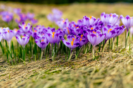 Crocus closeup over green grass, flowers landscape. Early spring in mountains with blurred background.の写真素材