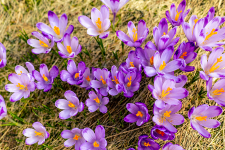 Crocus closeup from above, purple flowers background. Early spring in mountains with blooming flowers from top.の写真素材