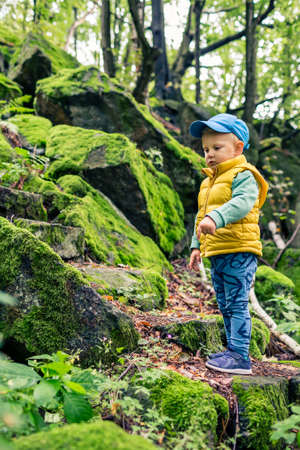 Toddler boy hiking and climbing in mountains, family adventure. Little child walking in rocky green forest.の写真素材
