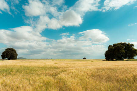 In the image can see a beautiful meadow in a central province from Spainの写真素材