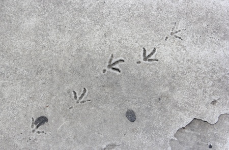 bird footprints in white paint of zebra crossingの写真素材