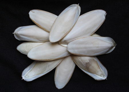 small heap of cuttlefish bones on black backgroundの写真素材