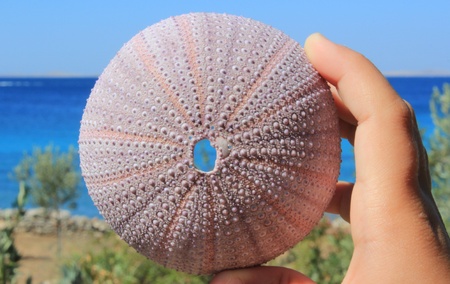 sea urchin shell in a child hand on the mediterranean seascape backgroundの写真素材